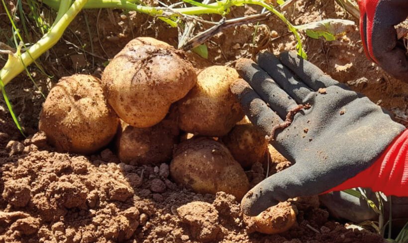 𝗞𝗲𝗹𝗽𝗮𝗸 + 𝗣𝗿𝗼𝗿𝗮𝗱𝗶𝘅 na cultura da batata 🥔